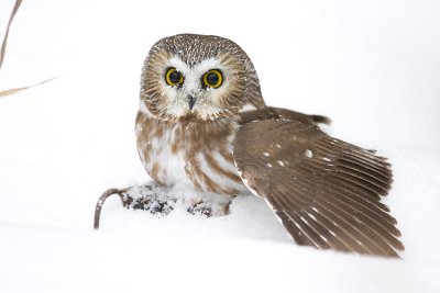 northern saw-whet owl 010100IMG_0996