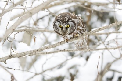 boreal owl 011409_MG_9564