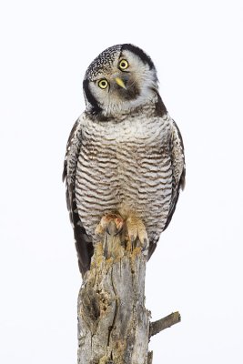northern hawk owl 011709_MG_9724
