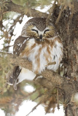 northern saw-whet owl 011409_MG_9344