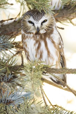 northern saw-whet owl 011509_MG_9635