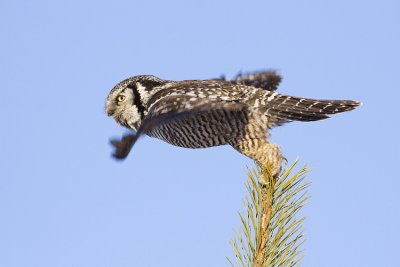 northern hawk owl 012509_MG_0738