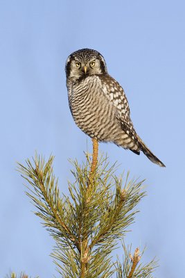 northern hawk owl 012509_MG_0812