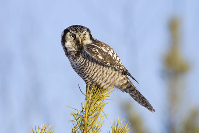 northern hawk owl 012509_MG_0900