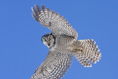 northern hawk owl 012509IMG_1323