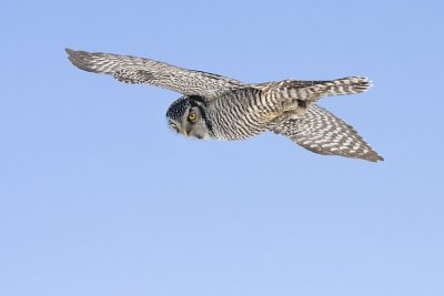 northern hawk owl 012509IMG_1354