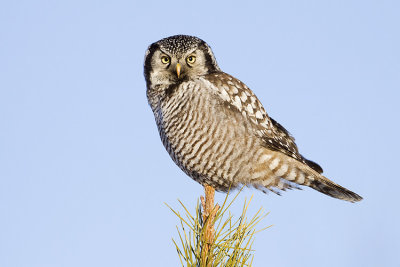 northern hawk owl 012509_MG_0905