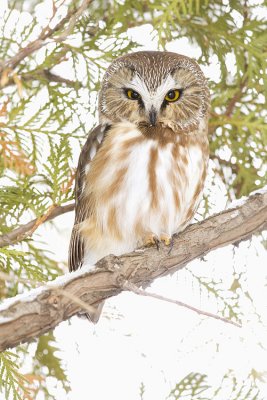 northern saw-whet owl 012909_MG_0983