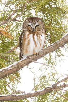 northern saw-whet owl 012909_MG_1010