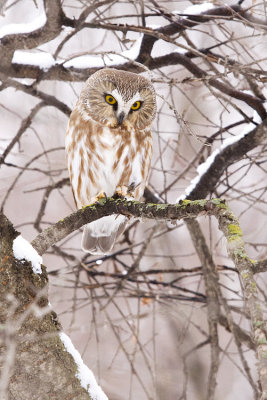 northern saw-whet owl 012909_MG_1051