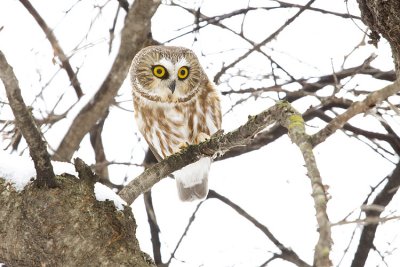 northern saw-whet owl 012909_MG_1103