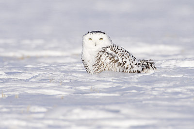 snowy owl 013109_MG_1189
