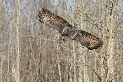 great gray owl 020109IMG_1394