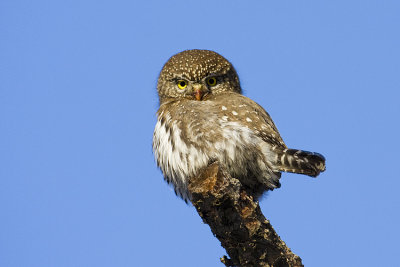 northern pygmy owl 020109IMG_1603