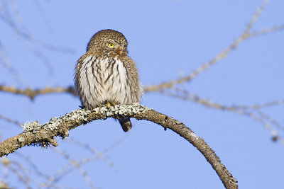 northern pygmy owl 020109_MG_1617