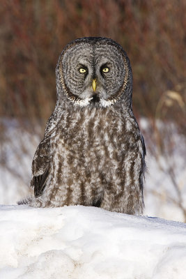 great gray owl 020409IMG_1836