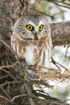 northern saw-whet owl 020609_MG_1936