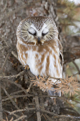 northern saw-whet owl 020609_MG_2006