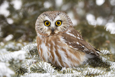 northern saw-whet owl 020609_MG_2122