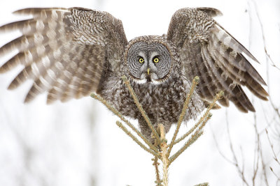 great gray owl 020709_MG_2289