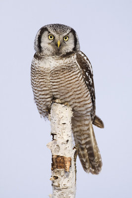 northern hawk owl 020809_MG_3323