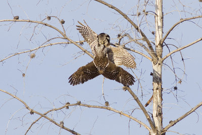 northern hawk owls 020809_MG_3450