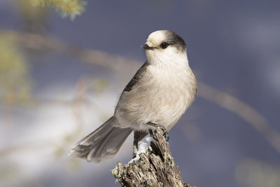 gray jay 021609_MG_4222