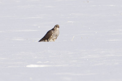 gyrfalcon 021709_MG_4829