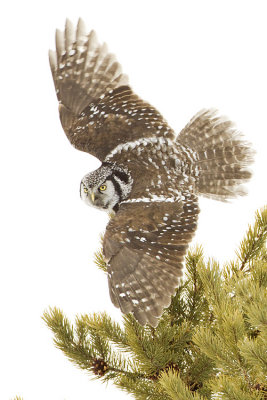 northern hawk owl 021409_MG_3721