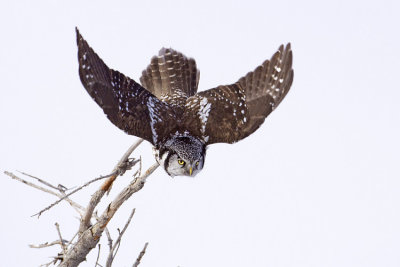 northern hawk owl 021409_MG_3870