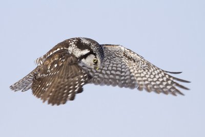 northern hawk owl 021409_MG_3988
