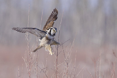 northern hawk owl 021409_MG_4020