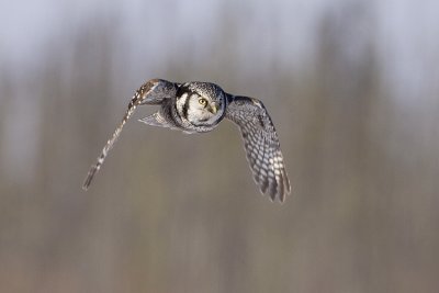 northern hawk owl 021409_MG_4036