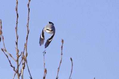 northern shrike 021509_MG_4069