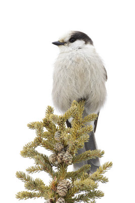 gray jay 022209_MG_5606
