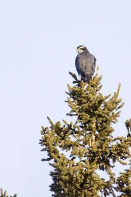 northern goshawk 022009_MG_5368