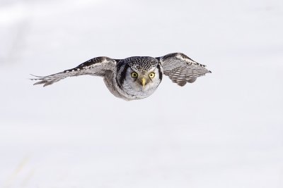 northern hawk owl 022809_MG_5960