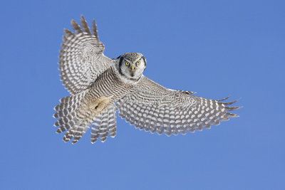 northern hawk owl 022809IMG_2242