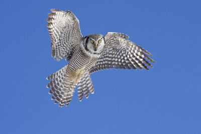 northern hawk owl 022809IMG_2249