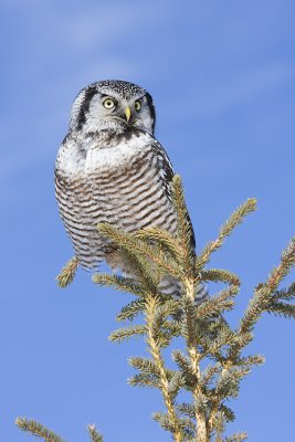 northern hawk owl 022809IMG_2294