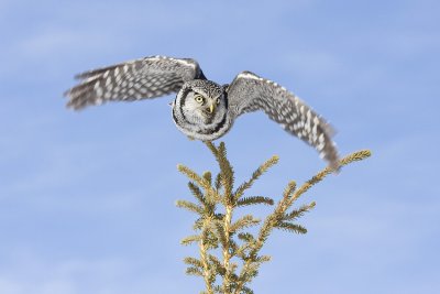 northern hawk owl 022809IMG_2295