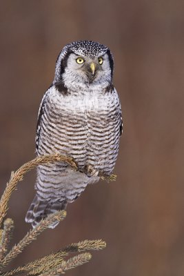 northern hawk owl 022809_MG_6056