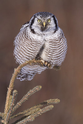 northern hawk owl 022809_MG_6070