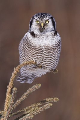 northern hawk owl 022809_MG_6085