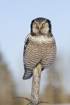 northern hawk owl 031009IMG_2433