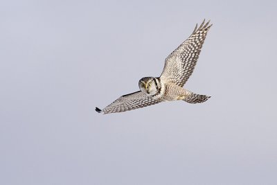 northern hawk owl 030709_MG_6220