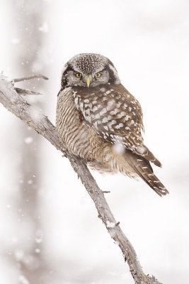 northern hawk owl 031509_MG_6854