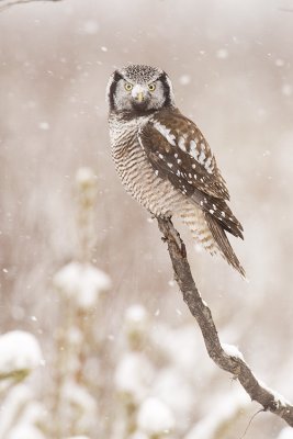 northern hawk owl 031509_MG_6945