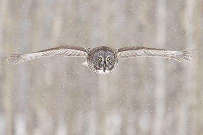 great gray owl 032209_MG_9099