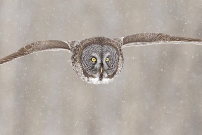 great gray owl 032209_MG_9102